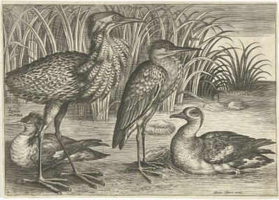 堤防に沿った 4 人のウェーダー 鳥（シリーズタイトル） Avium v​​ivae (シリーズタイトル) 作： Adriaen Collaert