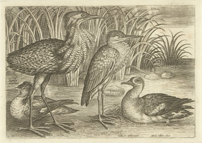堤防に沿った 4 人のウェーダー 鳥（シリーズタイトル） Avium v​​ivae (シリーズタイトル) 作： Adriaen Collaert