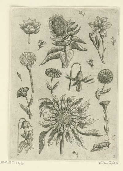 ひまわりと他の花。 フロリレギウム（シリーズタイトル） 作： Adriaen Collaert