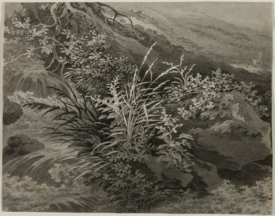 ヨシや他の植物のある草原の隅 作： Adrian Zingg