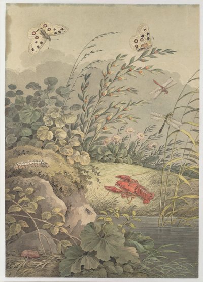 カニ、蝶、トンボ、海クロウメモドキの水片c。 1800。 作： Adrian Zingg
