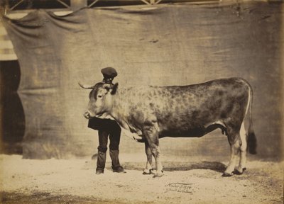 ガロネーズ牛、5～6歳、1856年。 作： Adrien Alban Tournachon