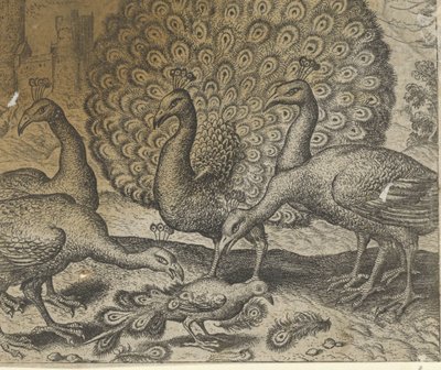 孔雀の羽を持つカササギの寓話 作： Egidius  Sadeler (II)