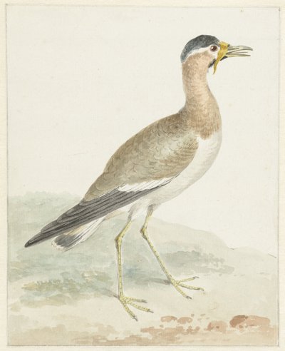 イエロー・ワトル・ラップウィング 作： Aert Schouman (possibly)