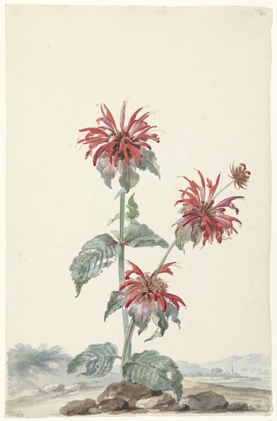 風景の中の赤いベルガモット 作： Aert Schouman (signed by artist)