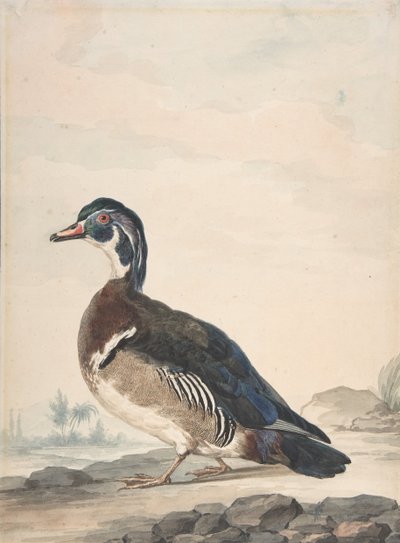 アヒル、1725-92。 作： Aert Schouman