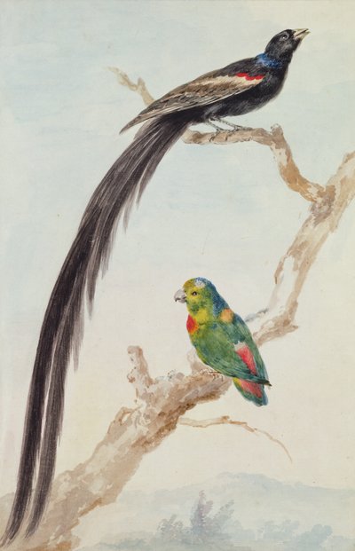 長い尾を持つ未亡人と青い戴冠したオウム、1783年（紙にチョーク、トイレ、鉛筆） 作： Aert Schouman