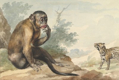 ジャコウネコを見つめる岩の上に座る猿、1764年。 作： Aert Schouman