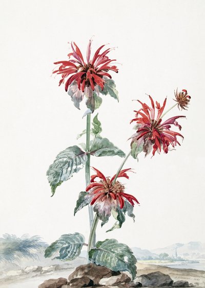 風景の中の赤いベルガモット 作： Aert Schouman