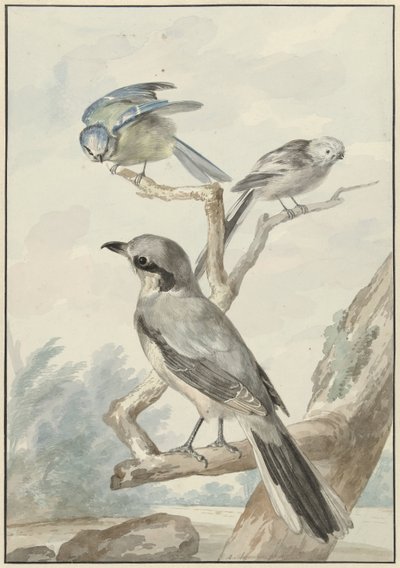 3 羽の鳥: エナガ、アオガラ、オオモズまたはオオモズ 作： Aert Schouman