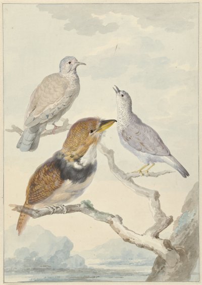 3 羽の鳥、2 羽のインカ鳩、襟付きのひげを生やしたカッコウ 作： Aert Schouman