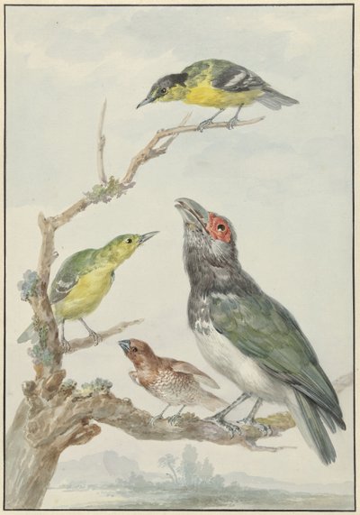 枝に 4 つの異なる鳥 作： Aert Schouman