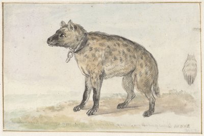 ブチハイエナ 作： Aert Schouman