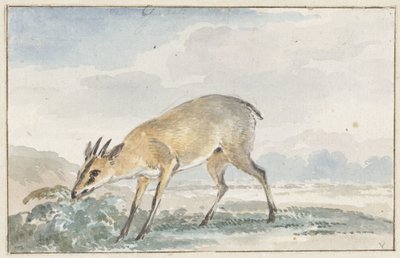 モルモットまたは Sylvicapra Grimmia 作： Aert Schouman