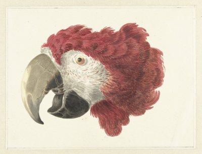 コンゴウインコの頭 オウムの頭 (オブジェクトのタイトル) 作： Aert Schouman