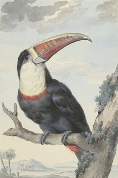 アカハシオオハシ、1748 作： Aert Schouman