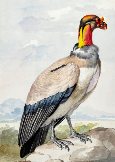 イシチドリ 作： Aert Schouman