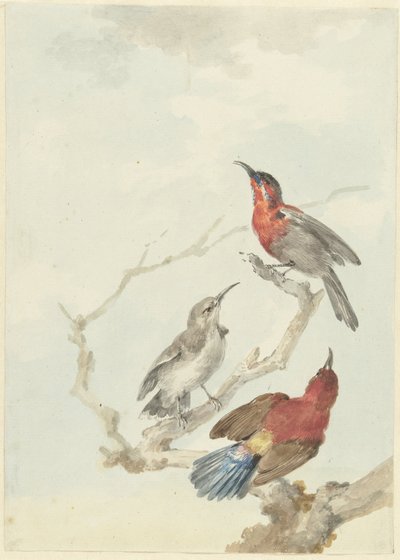 三紅の太陽鳥 作： Aert Schouman