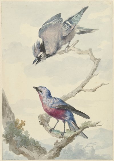 2 羽の鳥: アオカケスと胸が紫のコチンガ 作： Aert Schouman