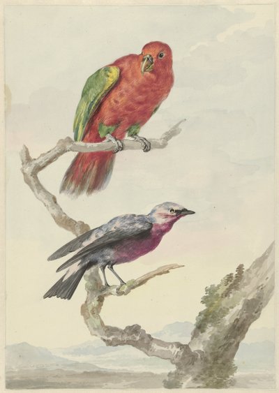赤緑色のオウムを含む 2 羽の鳥 作： Aert Schouman