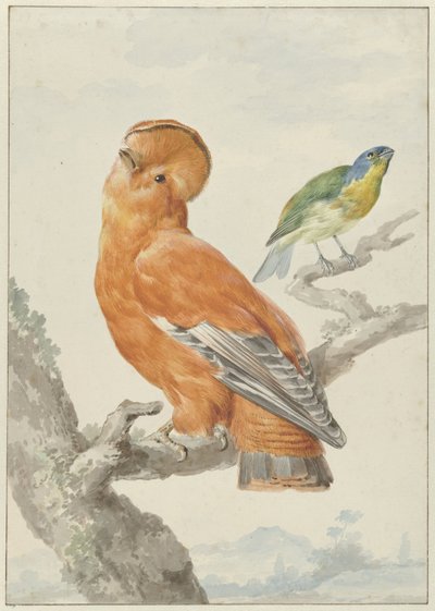 2 つのエキゾチックな鳥 2 羽の鳥: オレンジ色の雄鶏 (Rupicola rupicola) と虹色のホオジロ (Passerina leclacherii) 作： Aert Schouman