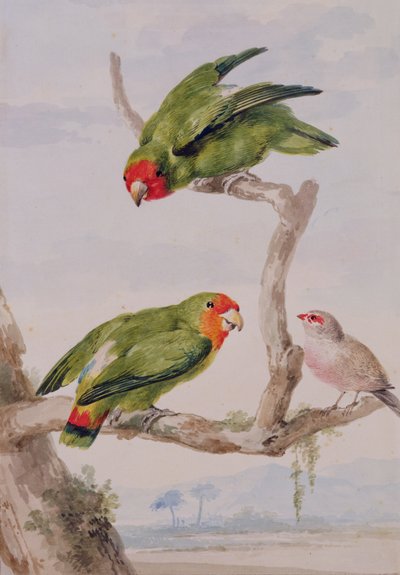 2匹の赤い顔をした恋人と1匹のハシビロコウ、1756（チョーク、トイレ、紙に鉛筆） 作： Aert Schouman
