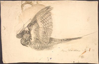 死んだ鳥の研究 作： Agnes Slott Møller