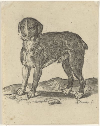 立ち犬 作： Agostino Carracci