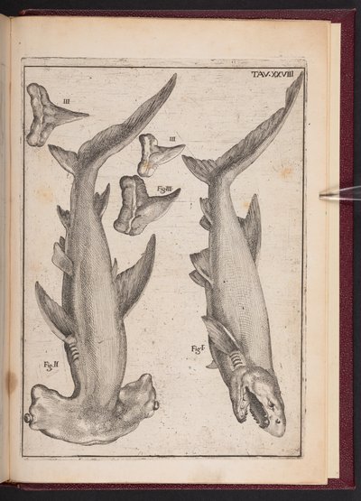「牛の魚」、「松葉杖の魚」、「松葉杖の魚の歯」、「感覚に幻滅した無駄な憶測。さまざまな陸地で見つかった石化した海洋生物についての応答の手紙」、プレート 28 作： Agostino Scilla