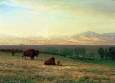 平原のバッファロー、1890年頃 作： Albert Bierstadt