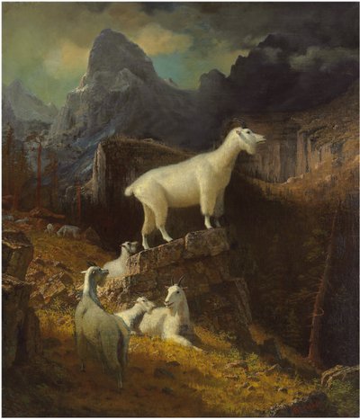 ロッキーマウンテンゴート、1885年頃（キャンバスに油彩） 作： Albert Bierstadt