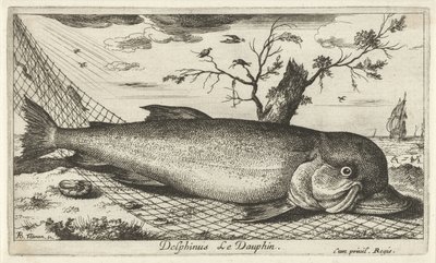 漁網のイルカ Delphinus le Dauphin。 (オブジェクトのタイトル) 魚とその他の海の生き物 - 海水第 3 シリーズ (シリーズ タイトル) Poissons de mer（シリーズタイトル） 作： Albert Flamen