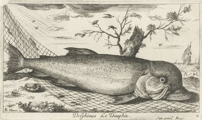 漁網のイルカ Delphinus le Dauphin。 (アイテムのタイトル) 魚とその他の海の生き物 - 海水第 3 シリーズ (シリーズ タイトル) Poissons de mer（シリーズタイトル） 作： Albert Flamen