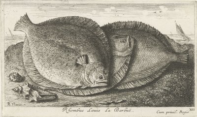 ビーチで 3 つのひよこ Rhombus Laeuis La Barbuë (オブジェクトのタイトル) 魚とその他の海の生き物 - 海水第 3 シリーズ (シリーズ タイトル) Poissons de mer（シリーズタイトル） 作： Albert Flamen