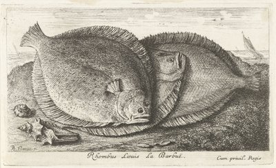 ビーチで 3 つのひよこ Rhombus Laeuis La Barbuë (オブジェクトのタイトル) 魚とその他の海の生き物 - 海水の第 3 シリーズ (シリーズ タイトル) Poissons de mer（シリーズタイトル） 作： Albert Flamen
