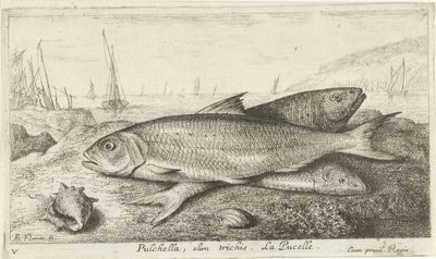 ビーチで 3 匹の魚 プルケラ、オリム・トリチス。 ラ・ピュセル。 (アイテムのタイトル) 魚とその他の海の生き物 - 海水の最初のシリーズ (シリーズ タイトル) Diverses Especes de Poissons de mer (シリーズタイトル) 作： Albert Flamen
