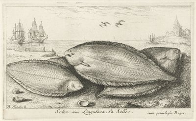 ビーチの 3 つの足の裏 Solea siue Lingulaca。 ラ・ソーレ。 (アイテムのタイトル) 魚とその他の海の生き物 - 海水第 3 シリーズ (シリーズ タイトル) Poissons de mer（シリーズタイトル） 作： Albert Flamen