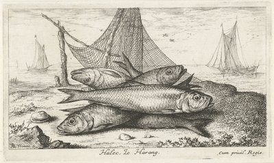 漁網のペグ ハレック、ルハラン。 (アイテムのタイトル) 魚とその他の海の生き物 - 海水第二シリーズ (シリーズ タイトル) Poissons de mer（シリーズタイトル） 作： Albert Flamen