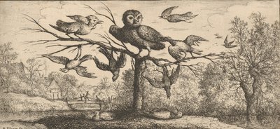 Monedula, Chouëtte The Owl: Livre d
