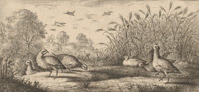 Perdix rubra, Perdix rouge The Red-Legged Partridge: Livre d