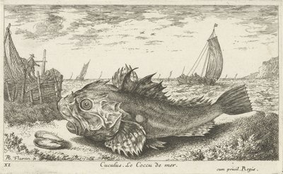 ビーチでプーン ククルス。 Le Coccu de mer (オブジェクトのタイトル) 魚とその他の海の生き物 - 海水の最初のシリーズ (シリーズ タイトル) Diverses Especes de Poissons de mer (シリーズタイトル) 作： Albert Flamen