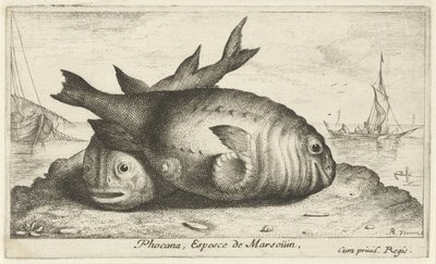 ビーチで 2 つのネズミイルカ Phocaena, Espèce de Marsoüin, (オブジェクトのタイトル) 魚とその他の海の生き物 - 海水第 3 シリーズ (シリーズ タイトル) Poissons de mer（シリーズタイトル） 作： Albert Flamen