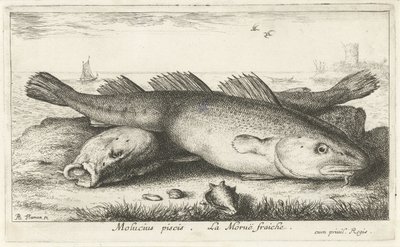 ビーチで 2 つのタラ モルシウス・ピシス。 ラ・モル・フレッシュ。 (アイテムのタイトル) 魚とその他の海の生き物 - 海水第二シリーズ (シリーズ タイトル) Poissons de mer（シリーズタイトル） 作： Albert Flamen