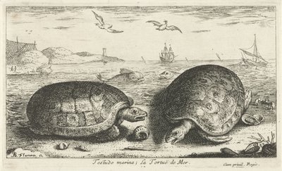 ビーチで 2 つのカメ テストド マリーナ; La Tortuë de Mer (オブジェクトのタイトル) 魚とその他の海の生き物 - 海水第二シリーズ (シリーズ タイトル) Poissons de mer（シリーズタイトル） 作： Albert Flamen