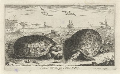 ビーチで 2 つのカメ テストド マリーナ; La Tortuë de Mer (オブジェクトのタイトル) 魚とその他の海の生き物 - 海水第二シリーズ (シリーズ タイトル) Poissons de mer（シリーズタイトル） 作： Albert Flamen