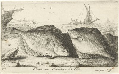 ビーチで 2 つのカレイ Flesus siue Fleteletus. ラ・フレズ。 (アイテムのタイトル) 魚とその他の海の生き物 - 海水の最初のシリーズ (シリーズ タイトル) Diverses Especes de Poissons de mer (シリーズタイトル) 作： Albert Flamen