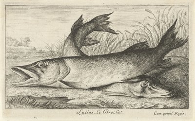 川岸に 2 つのカワカマス ルシウス。 ルブロシェ。 (アイテムのタイトル) 魚と海の生き物 - 淡水初シリーズ（シリーズタイトル） Diverses Especes de Poissons d