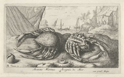 漁網の近くの 2 つのクモガニ Araneus Marinus Aragnée de Mer (オブジェクトのタイトル) 魚とその他の海の生き物 - 海水第二シリーズ (シリーズ タイトル) Poissons de mer（シリーズタイトル） 作： Albert Flamen