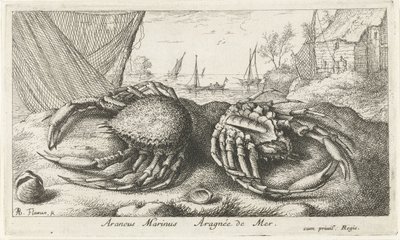 漁網の近くの 2 つのクモガニ Araneus Marinus Aragnée de Mer (オブジェクトのタイトル) 魚とその他の海の生き物 - 海水第二シリーズ (シリーズ タイトル) Poissons de mer（シリーズタイトル） 作： Albert Flamen