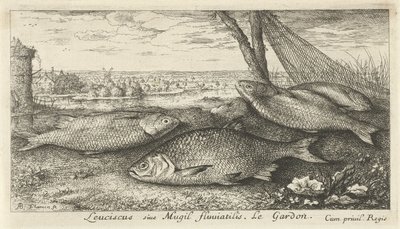 漁網の近くの 4 つのゴキブリ Leuciscus siue Mugil fluuiatilus. レガルドン。 (アイテムのタイトル) 魚とその他の海の生き物 - 淡水最初のシリーズ (シリーズ タイトル) Diverses Especes de Poissons d
